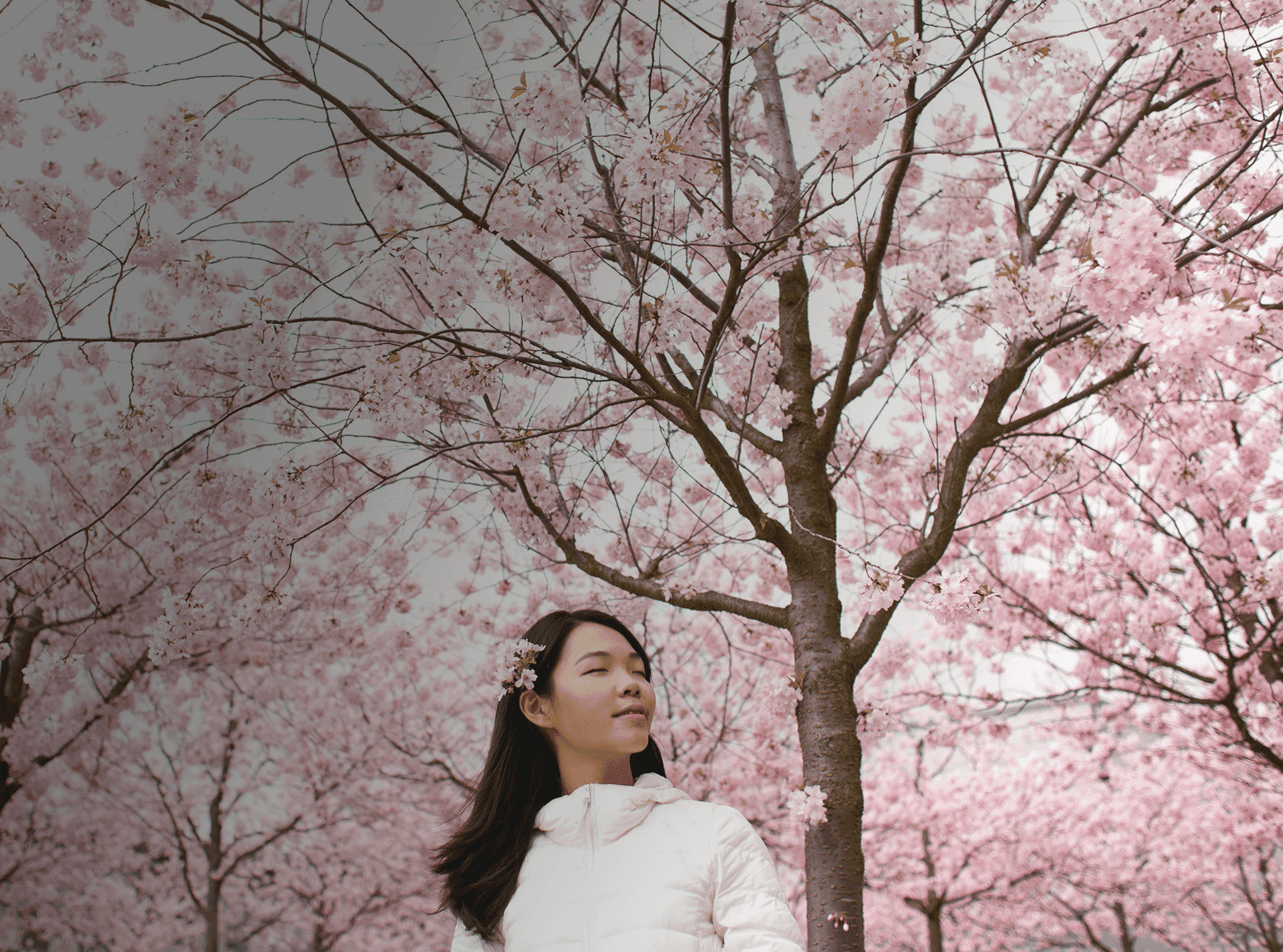 Girl stands serenely in front of cherry blossoms that block out the whole sky. Overlaid is the Japanese word "haru" with its English translation, "spring".