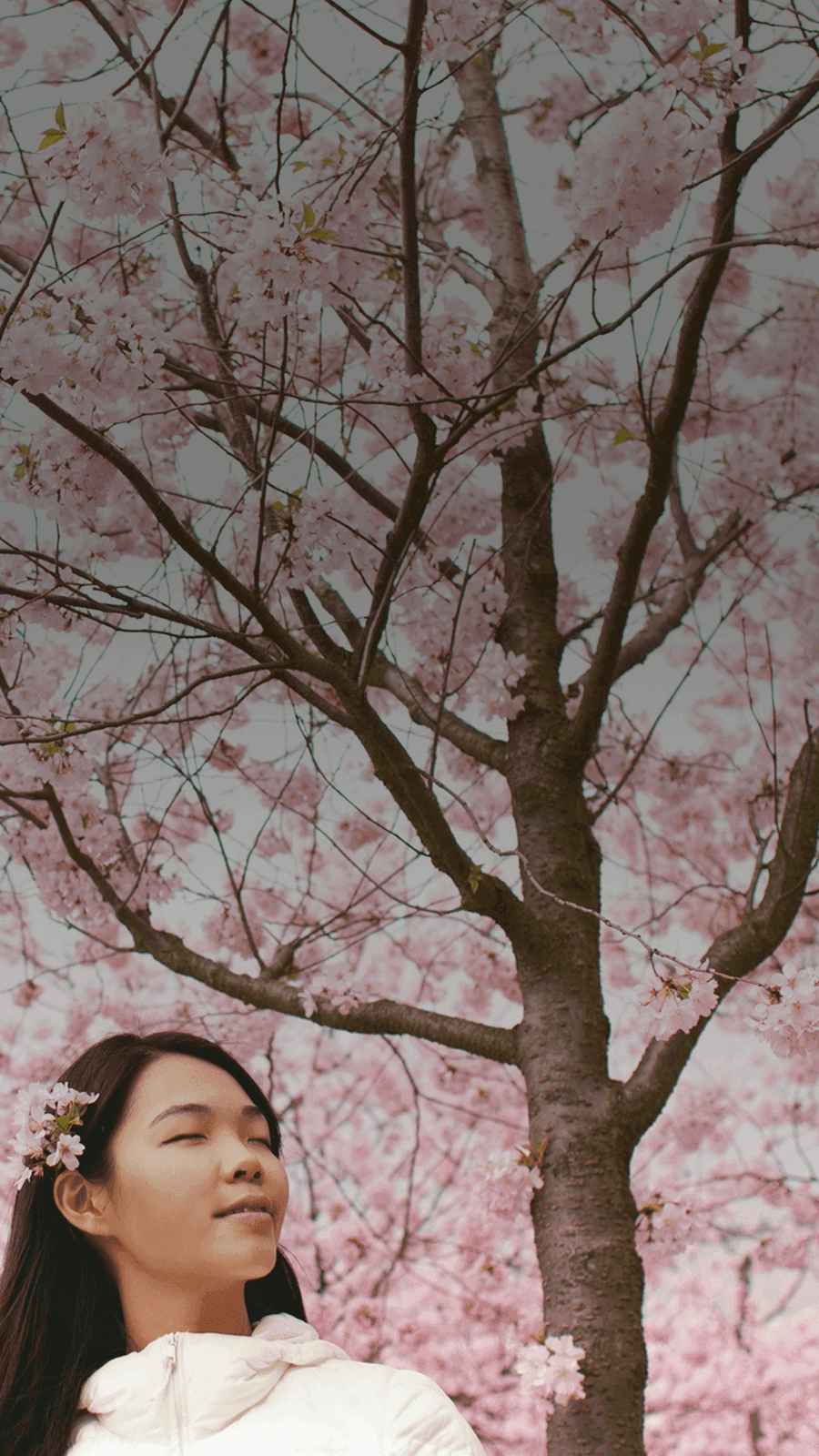 Girl stands serenely in front of cherry blossoms that block out the whole sky. Overlaid is the Japanese word "haru" with its English translation, "spring".