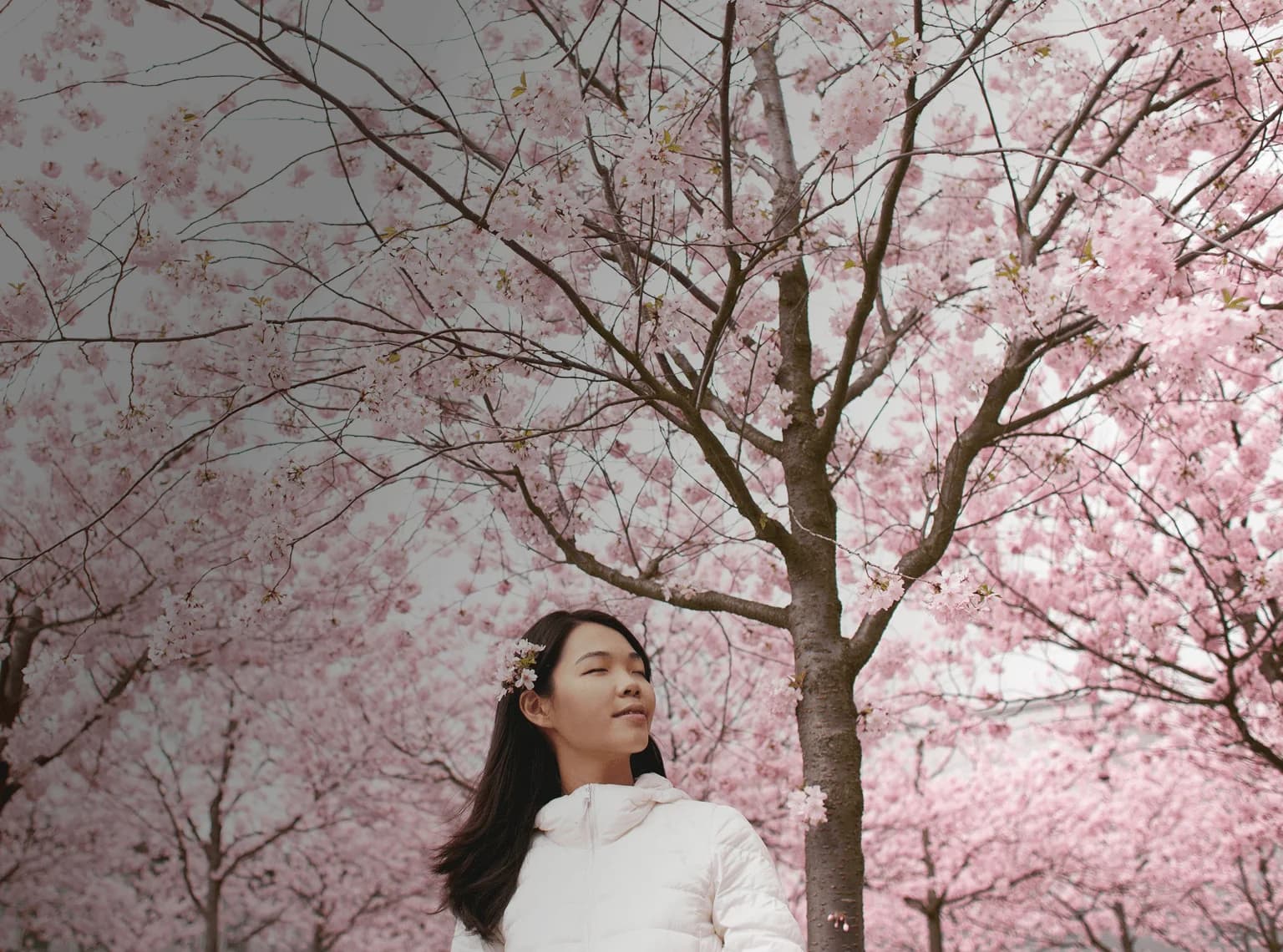 Girl stands serenely in front of cherry blossoms that block out the whole sky. Overlaid is the Japanese word "haru" with its English translation, "spring".