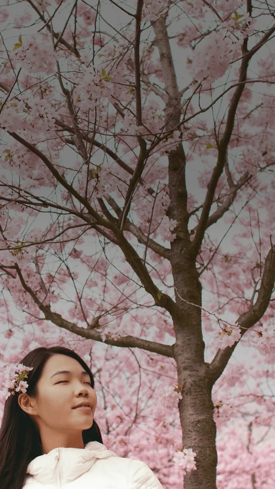 Girl stands serenely in front of cherry blossoms that block out the whole sky. Overlaid is the Japanese word "haru" with its English translation, "spring".
